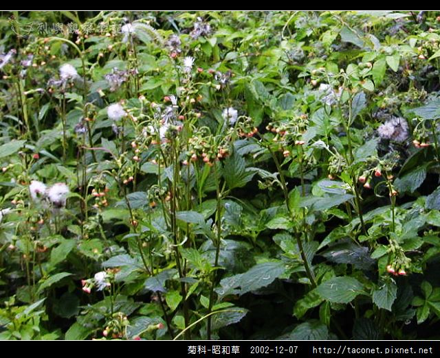 菊科-昭和草_01.jpg