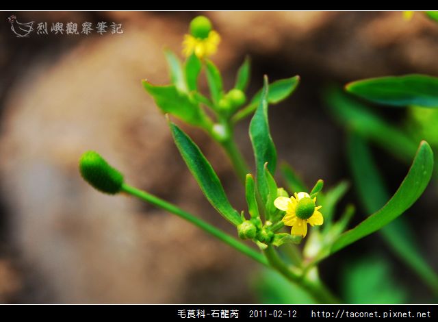 毛莨科-石龍芮_11.jpg