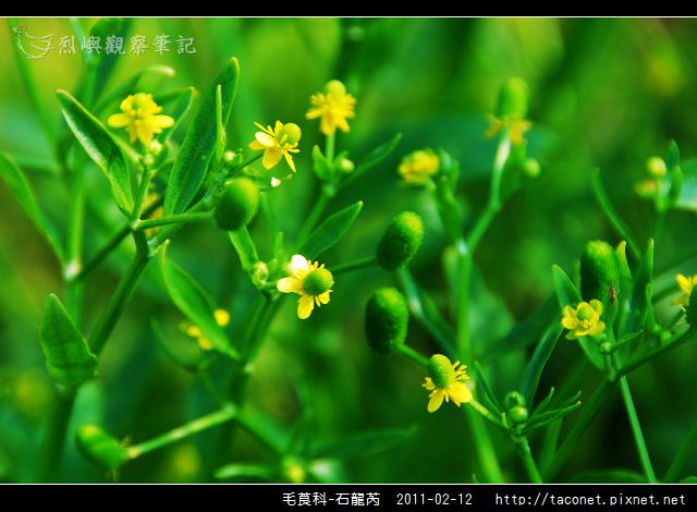 毛莨科-石龍芮_10.jpg