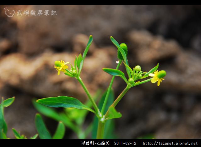 毛莨科-石龍芮_08.jpg