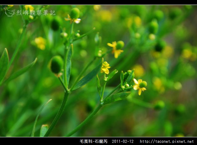毛莨科-石龍芮_06.jpg