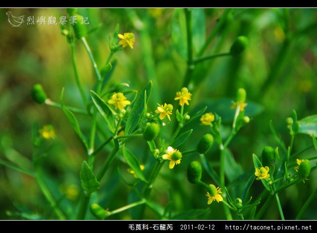 毛莨科-石龍芮_04.jpg