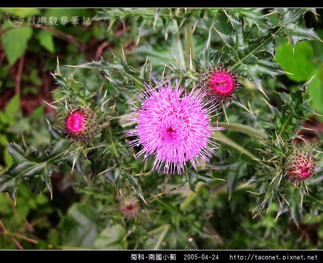 菊科-南國小薊_10.jpg