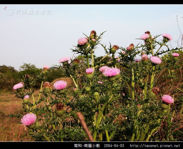 菊科-南國小薊_09.jpg