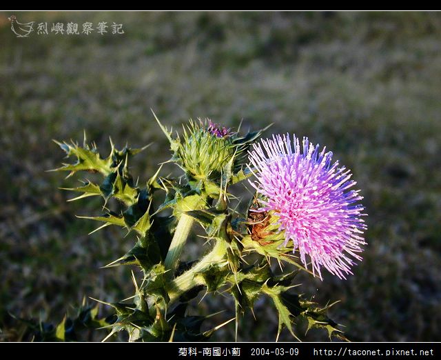 菊科-南國小薊_08.jpg