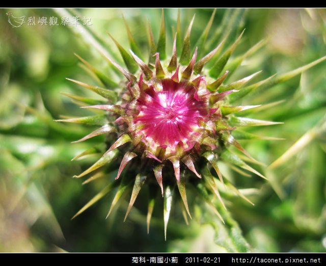 菊科-南國小薊_23.jpg