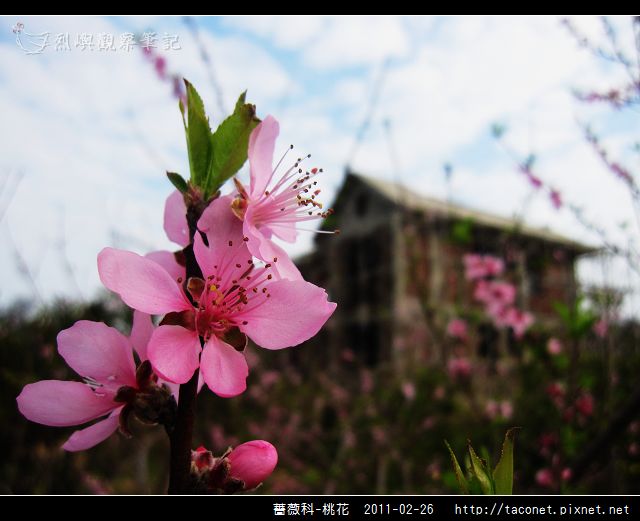 薔薇科-桃花_23.jpg