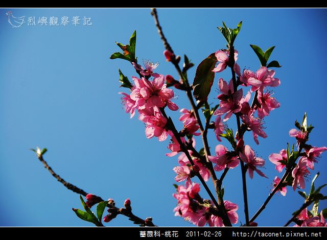 薔薇科-桃花_14.jpg