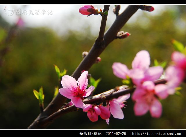 薔薇科-桃花_10.jpg