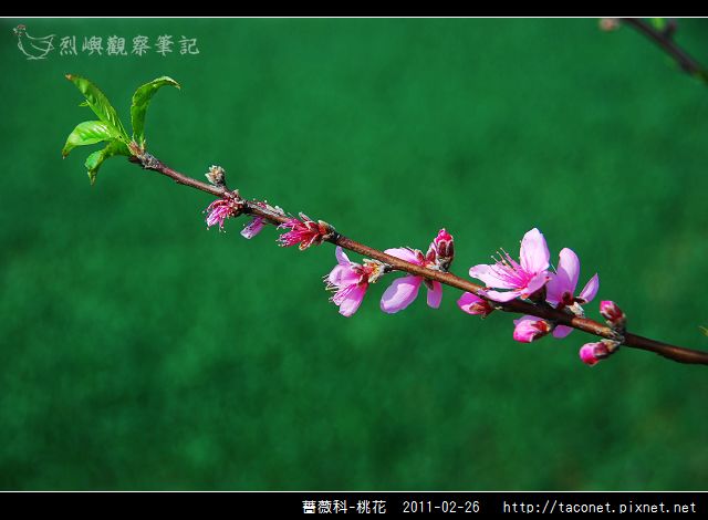 薔薇科-桃花_09.jpg