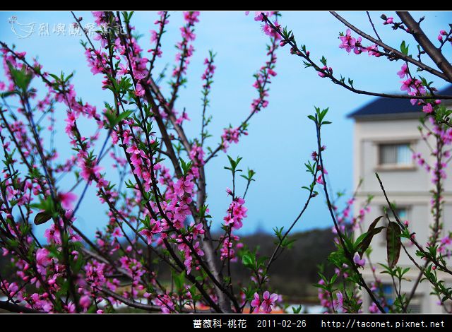 薔薇科-桃花_07.jpg