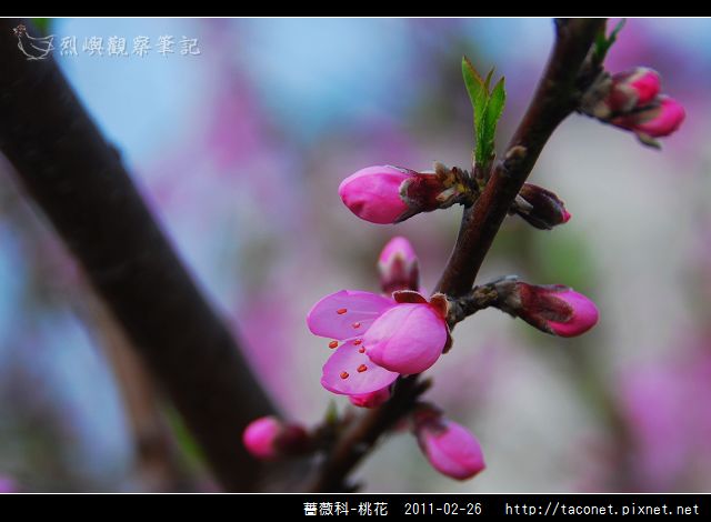 薔薇科-桃花_06.jpg
