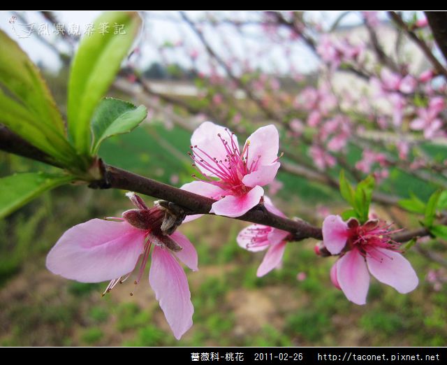 薔薇科-桃花_22.jpg