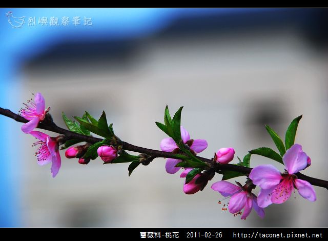 薔薇科-桃花_04.jpg