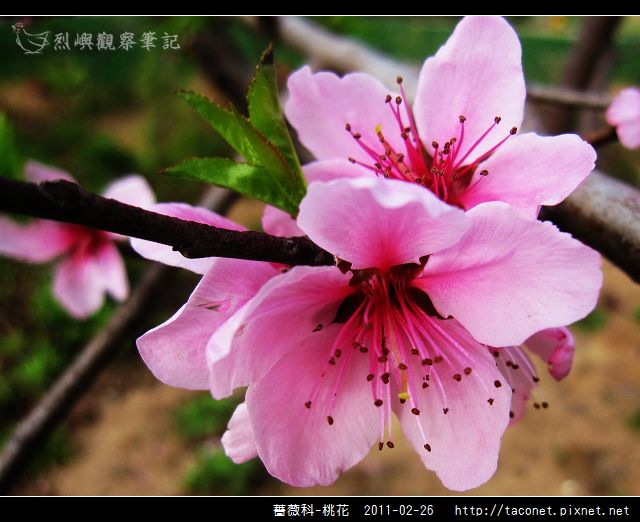 薔薇科-桃花_21.jpg