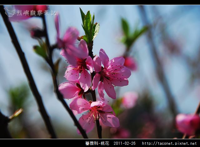 薔薇科-桃花_18.jpg