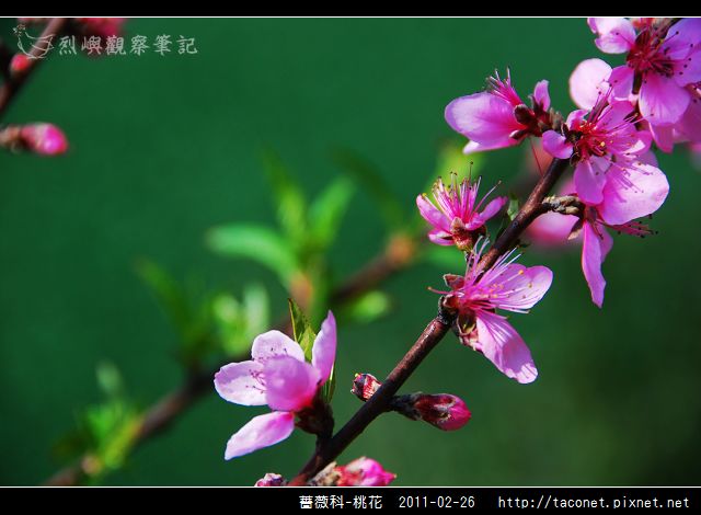薔薇科-桃花_17.jpg