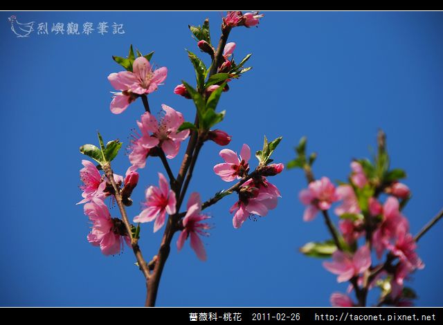 薔薇科-桃花_15.jpg