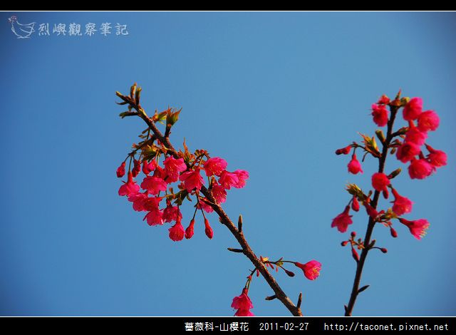 薔薇科-山櫻花_14.jpg