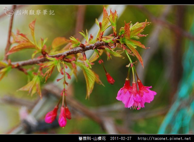 薔薇科-山櫻花_26.jpg