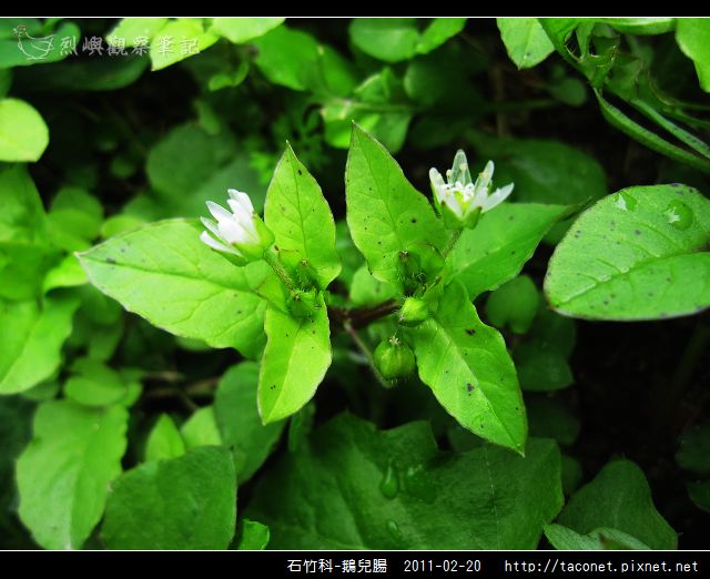 石竹科-鵝兒腸_03.jpg