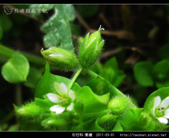 石竹科-繁縷_05.jpg