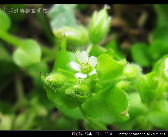 石竹科-繁縷_04.jpg