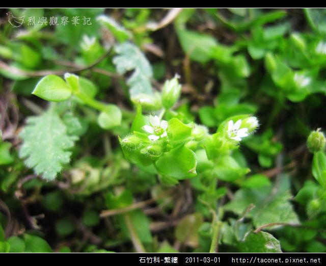 石竹科-繁縷_03.jpg