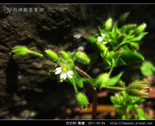 石竹科-繁縷_18.jpg