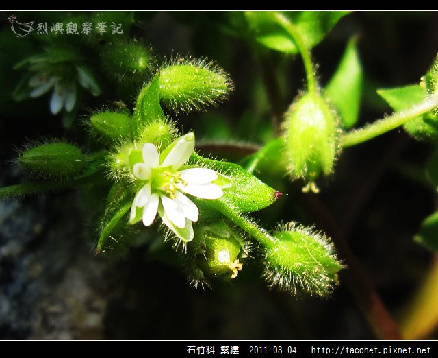 石竹科-繁縷_16.jpg