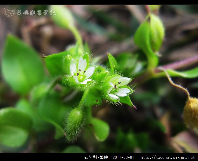 石竹科-繁縷_15.jpg
