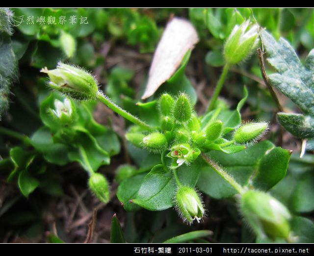 石竹科-繁縷_11.jpg