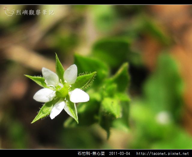 石竹科-無心菜_06.jpg