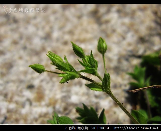 石竹科-無心菜_05.jpg