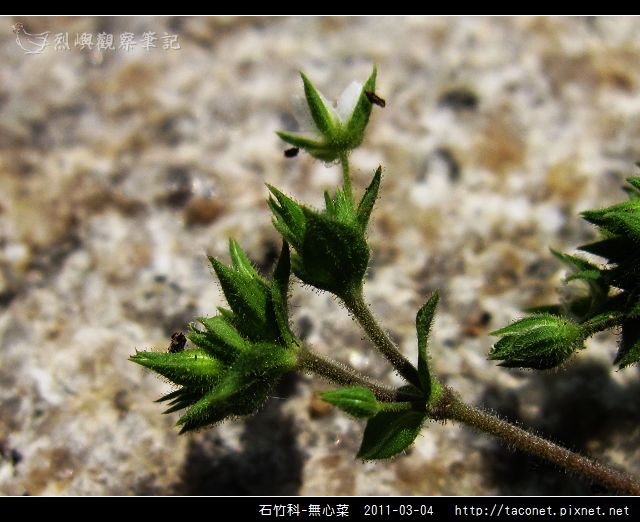 石竹科-無心菜_04.jpg
