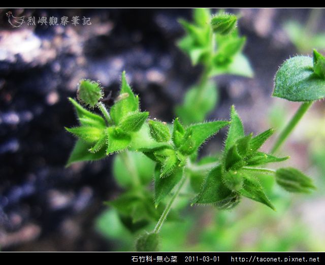 石竹科-無心菜_03.jpg