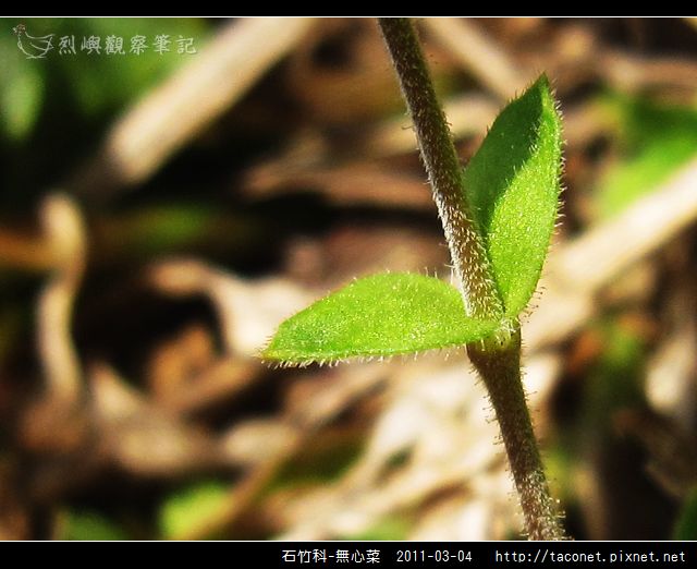 石竹科-無心菜_16.jpg