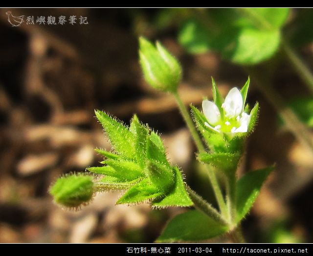 石竹科-無心菜_15.jpg