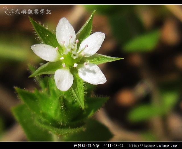 石竹科-無心菜_14.jpg