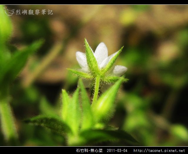 石竹科-無心菜_13.jpg
