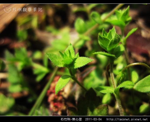 石竹科-無心菜_11.jpg