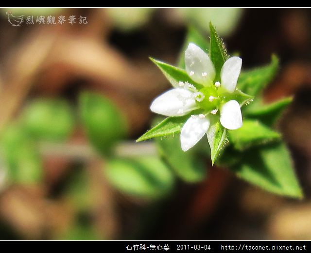 石竹科-無心菜_10.jpg