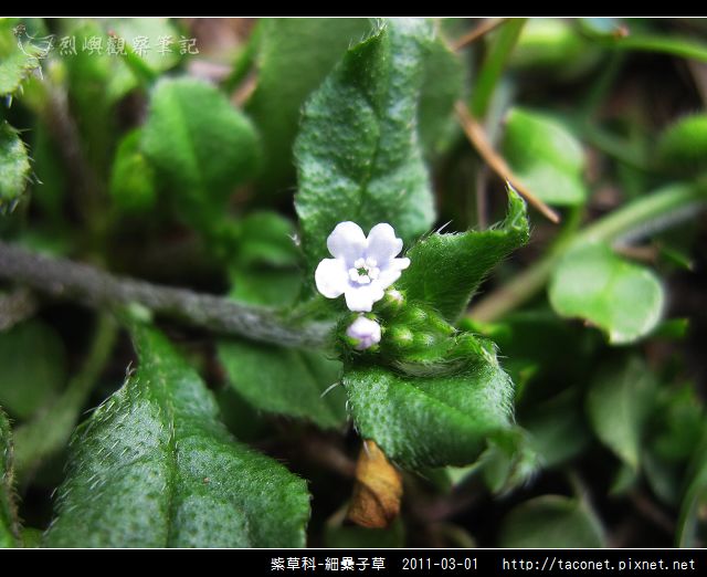紫草科-細纍子草_07.jpg