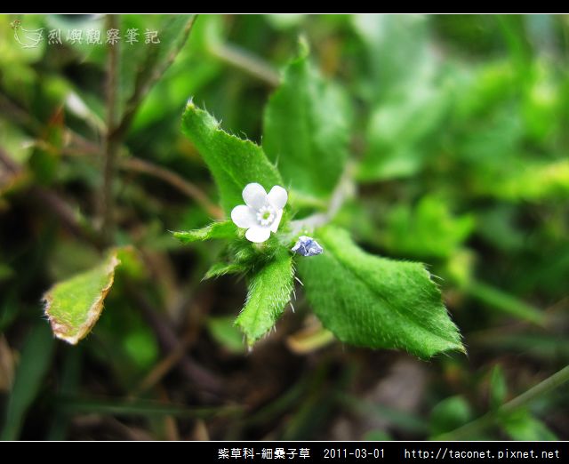 紫草科-細纍子草_04.jpg
