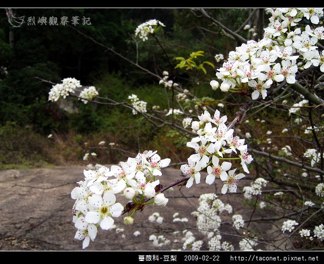 薔薇科-豆梨_19.jpg