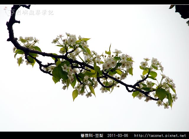 薔薇科-豆梨_03.jpg