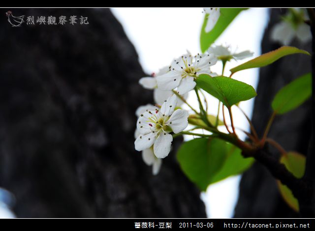 薔薇科-豆梨_02.jpg
