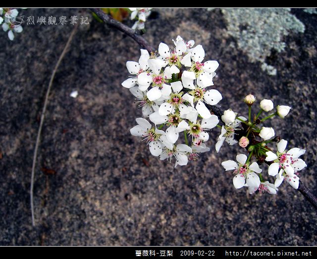 薔薇科-豆梨_18.jpg