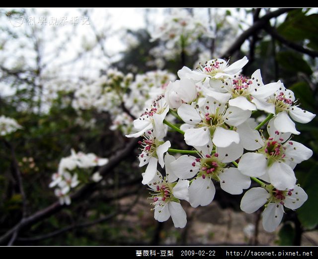 薔薇科-豆梨_16.jpg