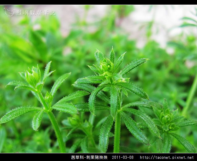 茜草科-刺果豬殃殃_15.jpg
